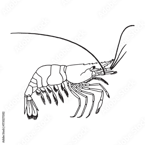 Black and white line art and sketch illustrations of shrimp