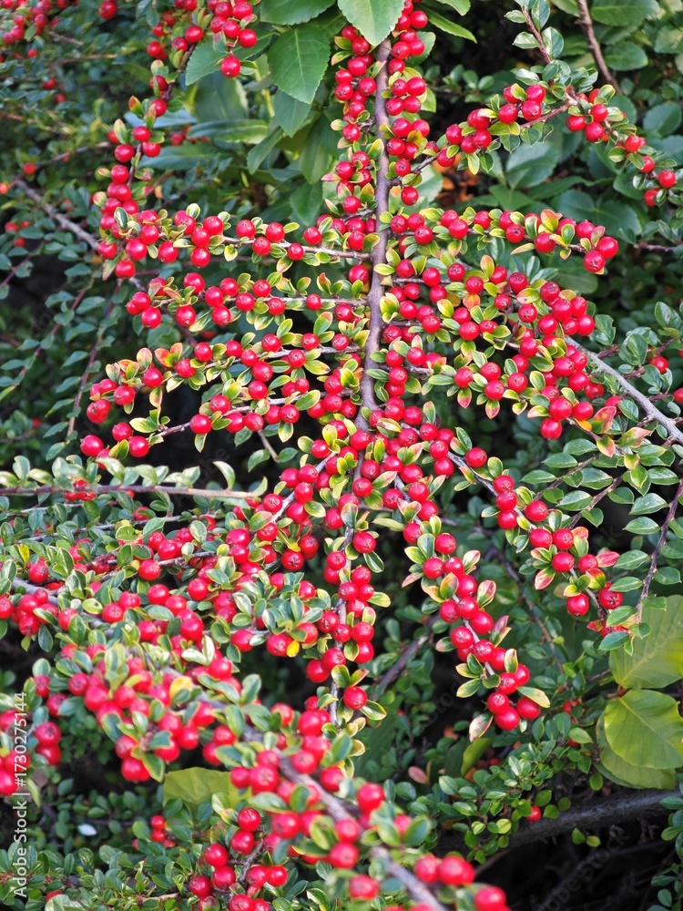 Naklejka premium Zwergmispel mit Beeren