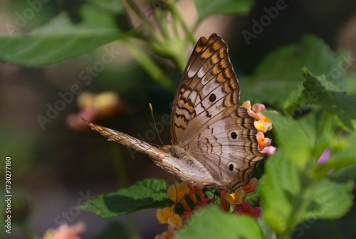 peacock butterfly on a flower