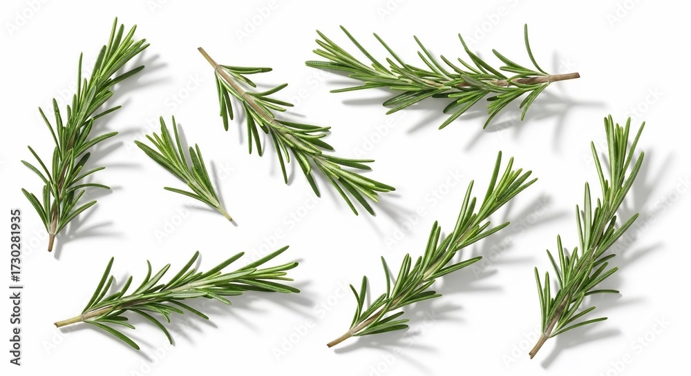 Fototapeta premium Scattered sprigs of fresh rosemary herb isolated on a clean white surface with soft shadows visible