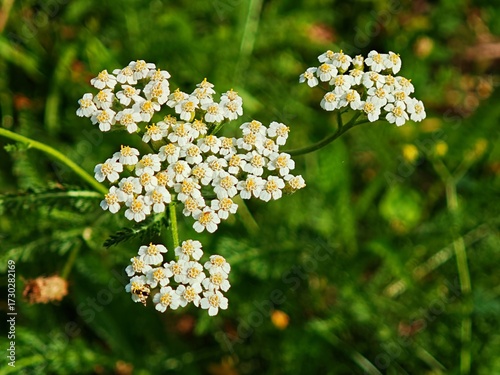 Macro of Common Yarrow Achillea millefolium white Flower. Closeup of Wildflower in Romania