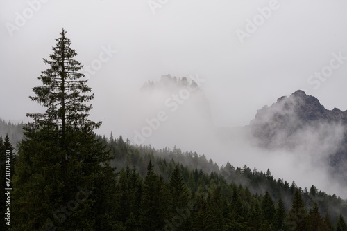 Baum vor Felswand im Nebel unter grauem Himmel