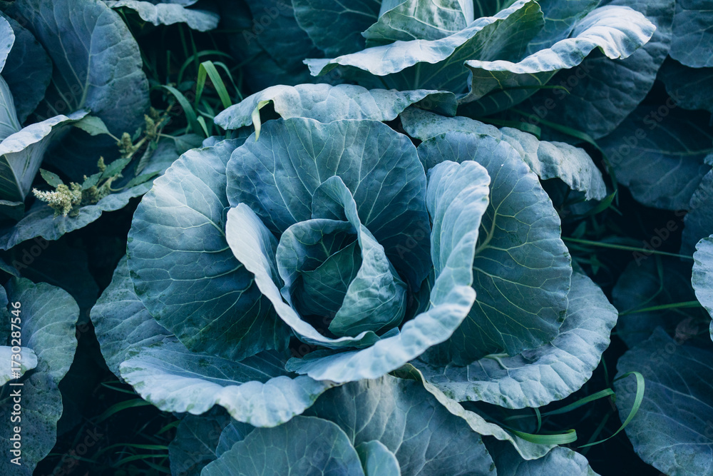 Obraz premium cabbage field