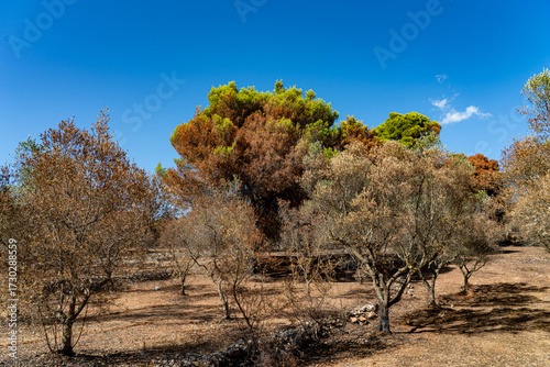 bunte Herbstfärbung am Rande der starken Waldbränden um Agalas - Zakynthos