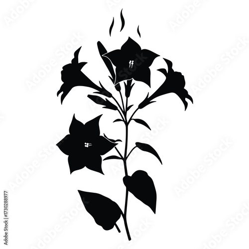 Elegant black silhouette of flowering tobacco plant isolated on white backdrop