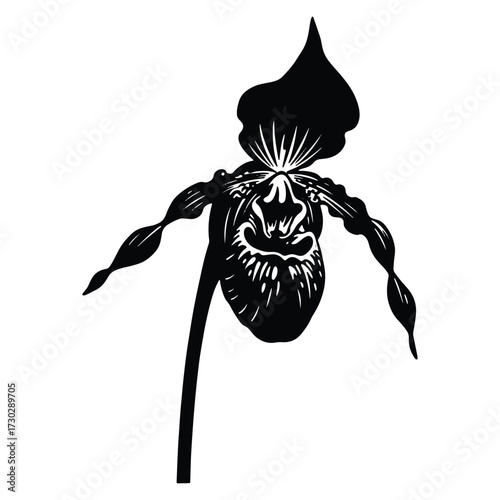 Elegant Paphiopedilum Orchid Flower Illustration with Detailed Black and White Design