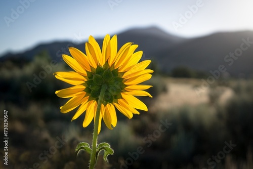 sunflower facing the mountains