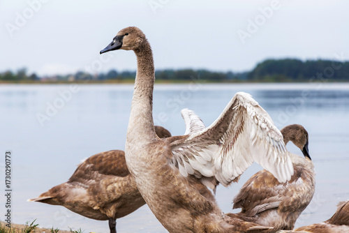Εκτύπωση καμβά Cygnet Standing in Profile on Shore