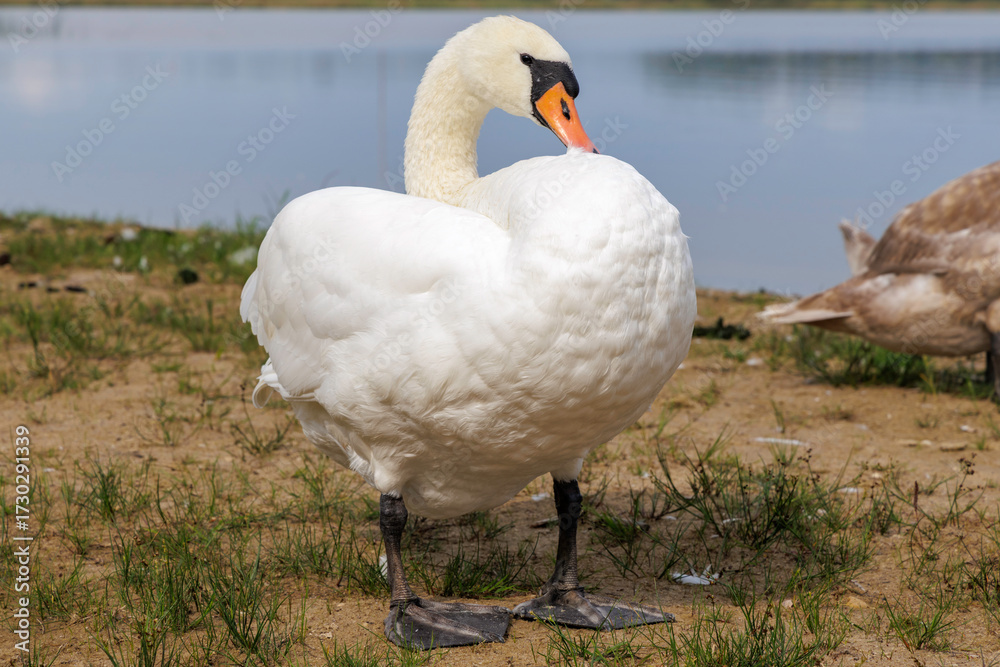 Obraz premium White Swan Preening Its Wing