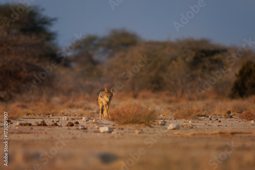 Black-backed Jackal - Canis mesomelas  or saddle-backed, grey, silver-backed, red, and golden jackal, canid native to two areas of Africa, very ancient species, walking in Etosha in Namibia