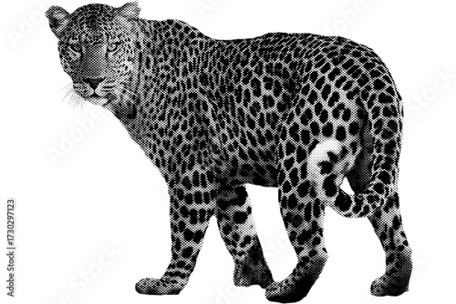 leopard's spots: an isolated, wild feline predator against a white background.