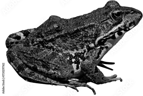Isolated macro closeup of a common brown frog or toad amphibian animal with green wildlife eye on a white background.