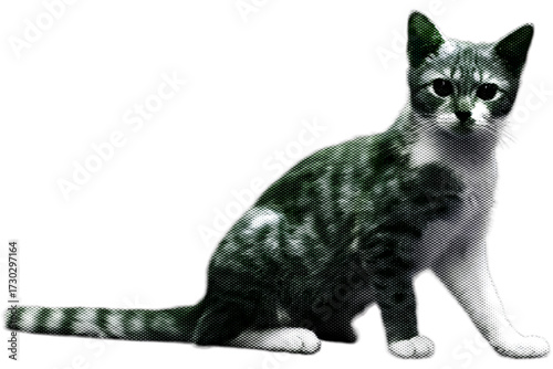 A cute black and white British Shorthair kitten sitting and looking at the camera, a young adorable domestic pet isolated on white.