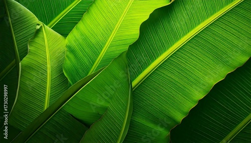 Vibrant Green Banana Leaves Tropical Nature Background