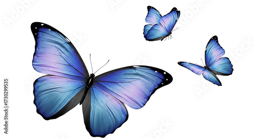Three Blue Butterflies in Flight on White Background