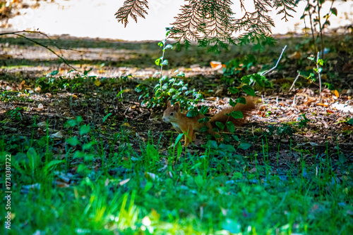 Eichhörnchen im Herbstlaub