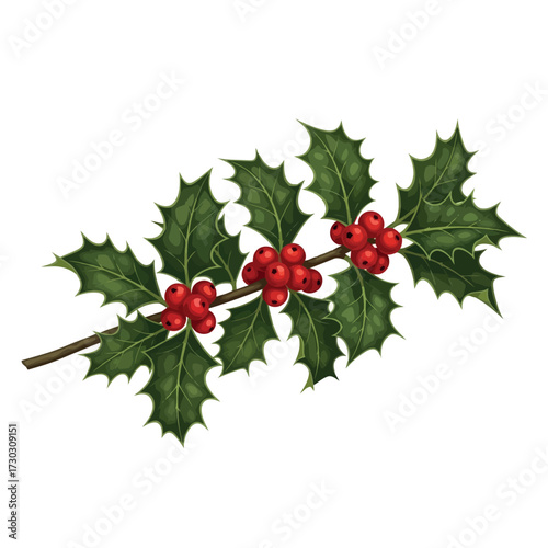 Sprig of holly with red berries for christmas decor