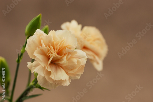 Small carnation flower buds on a brown background. Beautiful beige flowers, close-up. Macro.