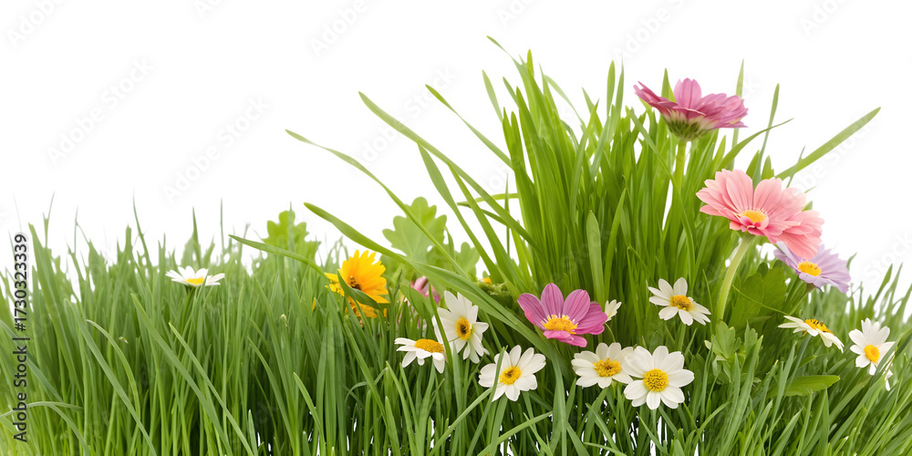 Fototapeta premium Lush Green Grass with Pink and Yellow Wildflowers on White Background pink flowers isolated on a transparent background