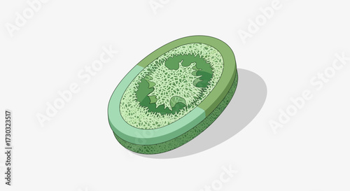 Isolated textured loofah sponge with green tones for bathing illustration