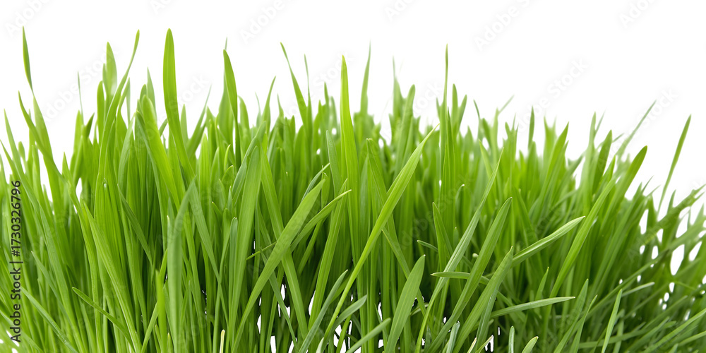 Obraz premium Lush Green Grass Blades Detailed fresh growth isolated on a transparent background