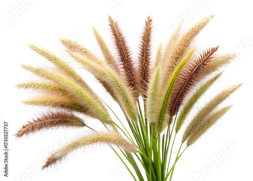 Bouquet of Fluffy Ornamental Grass Seed Heads with Green Stems pampas grass fountain grass isolated on a transparent background