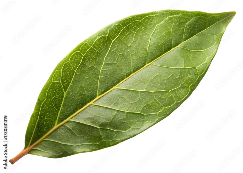 Obraz premium Close-up of a Single Green Leaf with Detailed Veins on Black nature plant isolated on a transparent background