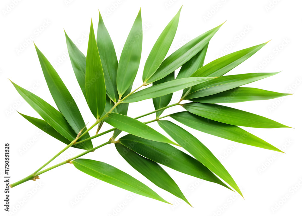 Obraz premium Green Bamboo Branch with Pointed Leaves nature plant isolated on a transparent background