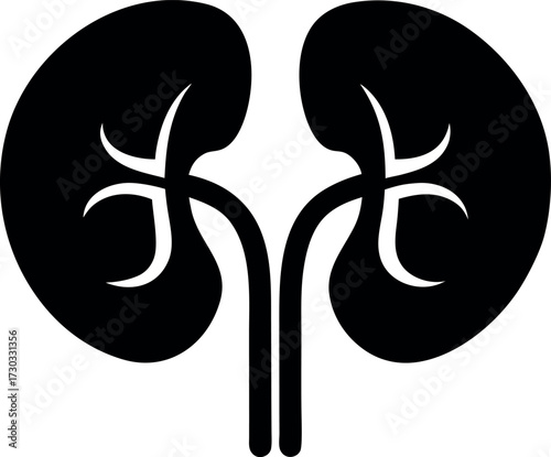 Human kidney outline vector, Medical silhouette icon illustration isolated