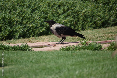 the hooded crow (Corvus cornix)