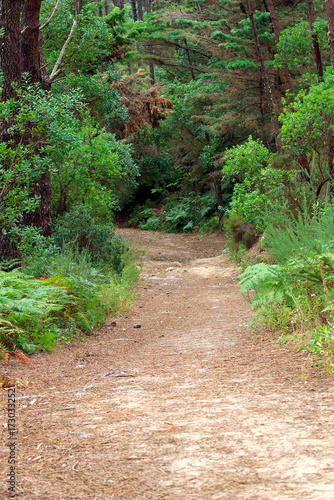 Dirt path through trees and vegetation in a forest