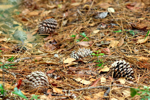 Pine cones lying on the ground in a pine forest with dry needles and leaves