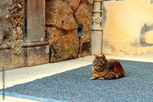 Tabby cat lying on a rug