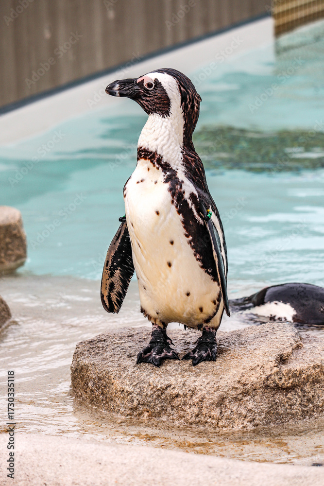 Fototapeta premium Black-Footed Penguin on Wet Rock in Captivity – Endangered Bird Species