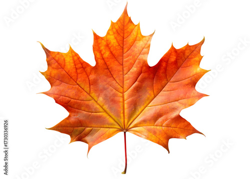 Autumn Maple Leaf with Red and Orange Tones fall season isolated on a transparent background