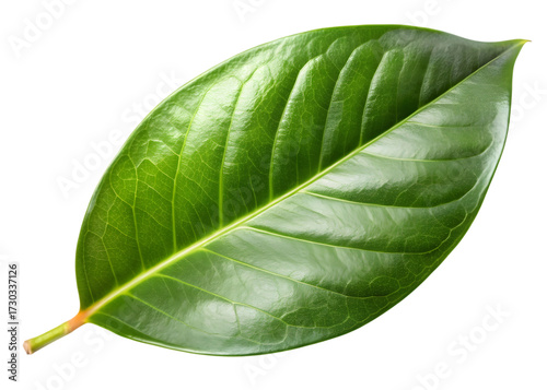 Vibrant Green Leaf with Detailed Vein Structure Keywords: green leaf, plant, nature, botanical isolated on a transparent background