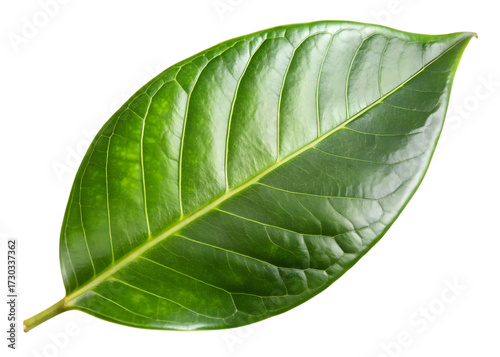 Detailed Green Leaf with Prominent Veins Keywords: green leaf, plant, nature, botanical, detail isolated on a transparent background