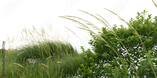 Tall Wheat-like Grasses and Green Bush Swaying in the Breeze Transparent tall grass isolated on a transparent background