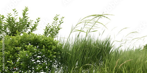 Green Bush and Tall Grasses Swaying in the Wind on Transparent Background nature isolated on a transparent background