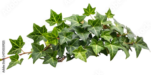 Vibrant Green Ivy Plant Branch with Star- Shaped Leaves vine isolated on a transparent background