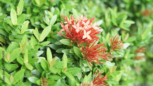 Fotografija Red asoka flowers with green leaves in the garden are also useful for hedges