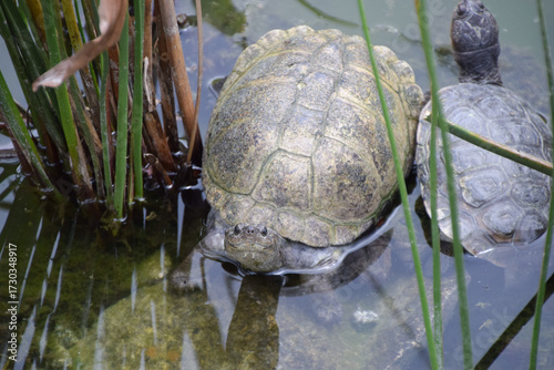 Terrapins rest in a pond