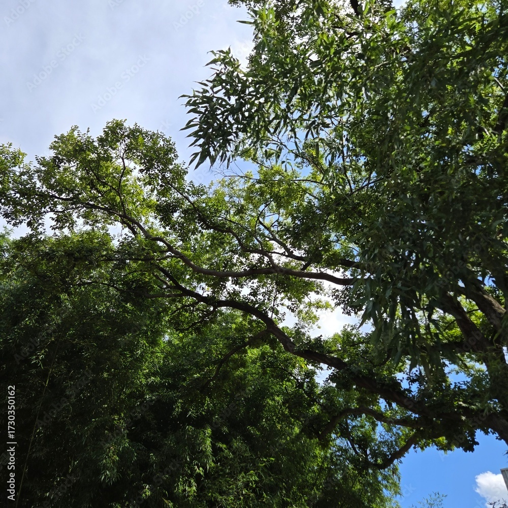 Fototapeta premium Green bamboo grove with sky view
