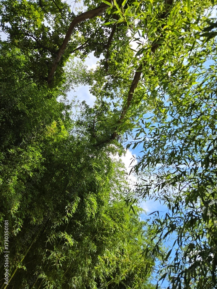Obraz premium Bamboo forest and sunlight rays