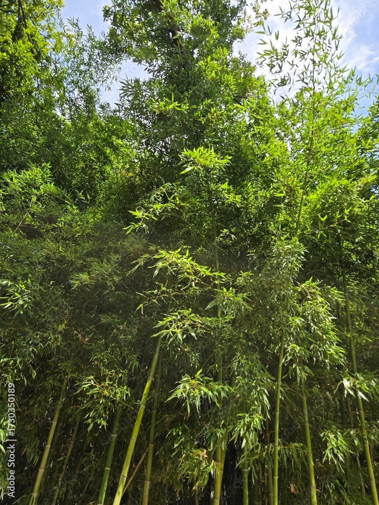 Fototapeta premium Tall bamboo trees in natural forest