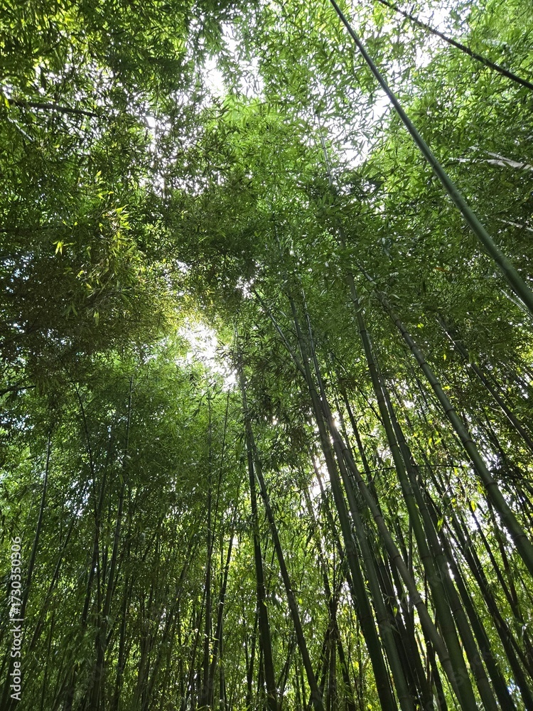 Obraz premium Overlapping bamboo canopy with sunlight