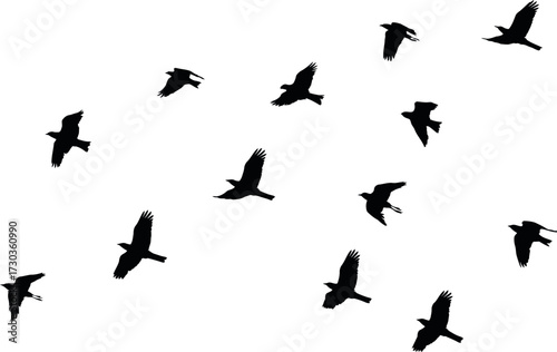 Flock of birds soaring freely against a bright sky, symbolizing migration and freedom.