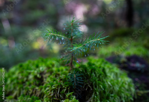 Tiny sapling with dew in forest