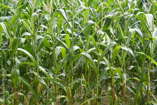 At the edge of a cornfield. Farmer's agriculture. Green cereal plants and cobs.