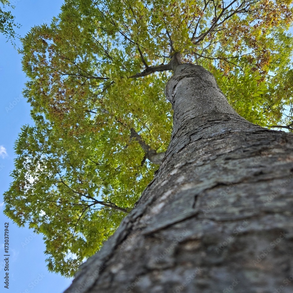Fototapeta premium Tree trunk looking up to the sky